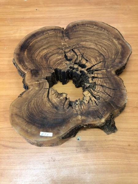 Wunderschöner Querschnitt eines Olivenbaumes mit natürlichem Loch, optimal für kreative Projekte und Epoxidharz-Anwendungen.