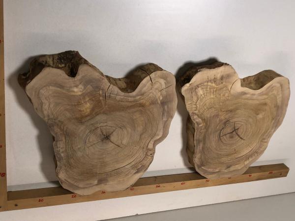 2 identische Olivenholz Baumscheiben – Geschliffene und luftgetrocknete Querschnitte aus Olivenbaum