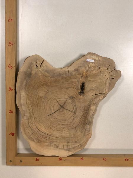 2 identische Olivenholz Baumscheiben – Geschliffene und luftgetrocknete Querschnitte aus Olivenbaum