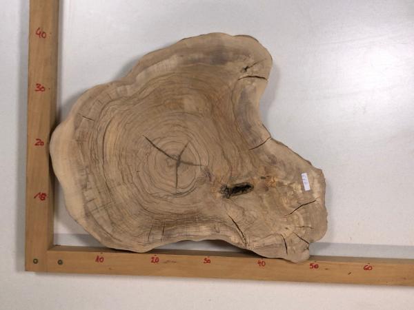 2 identische Olivenholz Baumscheiben – Geschliffene und luftgetrocknete Querschnitte aus Olivenbaum
