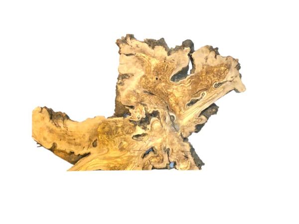 Wilde Olivenbaum Wurzelscheibe, ideal für kreative Anwendungen und individuelle Gestaltungen mit Epoxidharz.