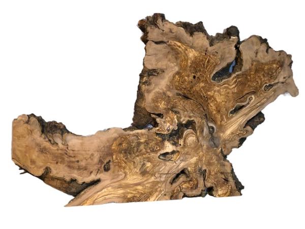 Wilde Olivenbaum Wurzelscheibe, ideal für kreative Anwendungen und individuelle Gestaltungen mit Epoxidharz.