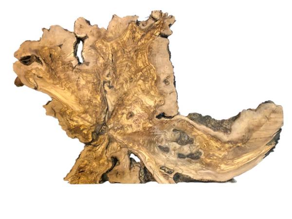 Wilde Olivenbaum Wurzelscheibe, ideal für kreative Anwendungen und individuelle Gestaltungen mit Epoxidharz.