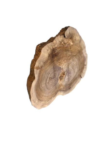 Querschnitt vom Olivenbaum mit typischer Struktur, perfekt für kreative Anwendungen und individuelle Gestaltungen.