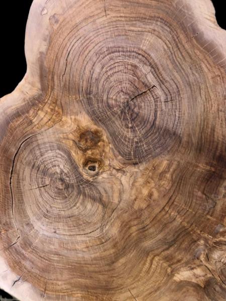 Querschnitt vom Olivenbaum mit typischer Struktur, perfekt für kreative Anwendungen und individuelle Gestaltungen.