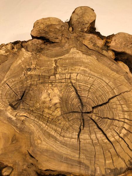 Interessant geformter Olivenbaum Querschnitt, perfekt für kreative Anwendungen und die Verarbeitung mit Epoxidharz.