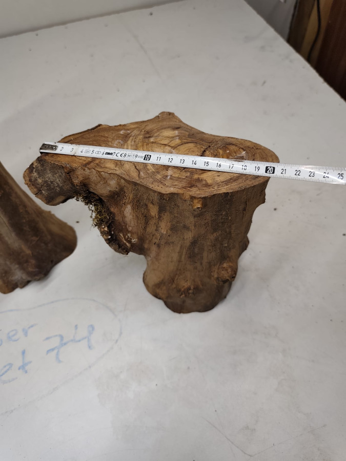 kleine trockene Olivenholz Stammastücke knorrig und gegabelt ohne Rinde 3er Set 74