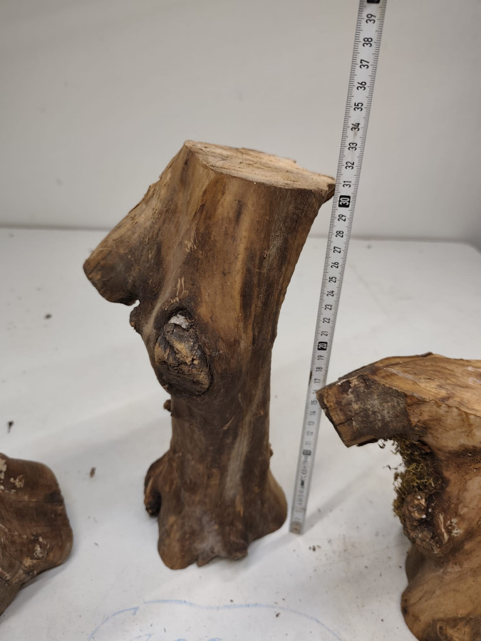 kleine trockene Olivenholz Stammastücke knorrig und gegabelt ohne Rinde 3er Set 74