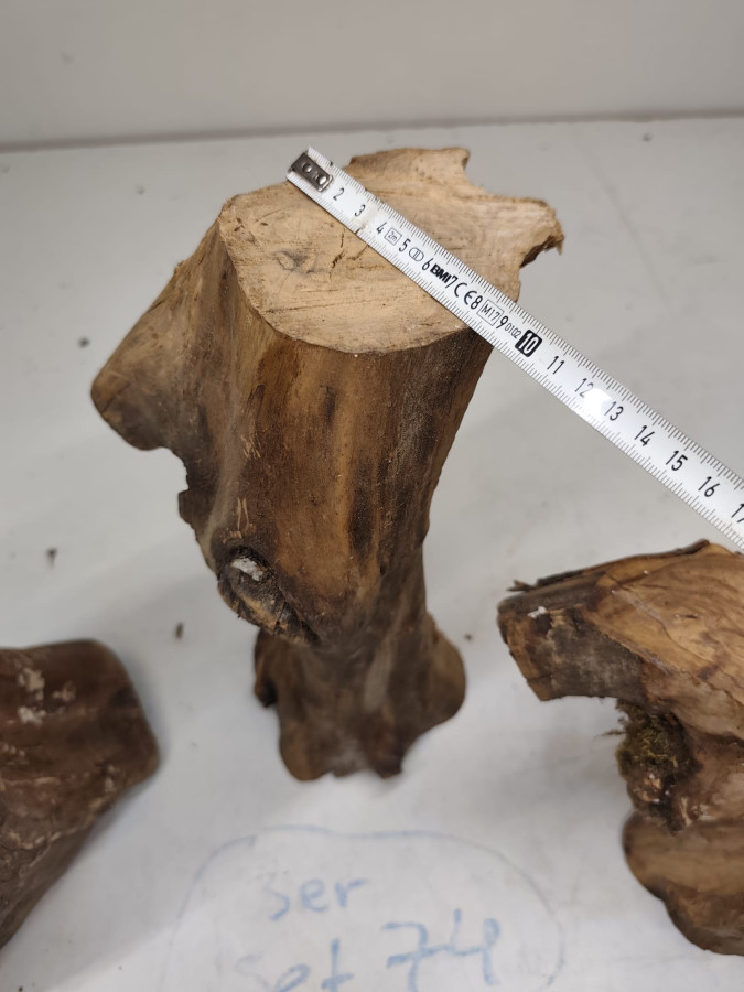 kleine trockene Olivenholz Stammastücke knorrig und gegabelt ohne Rinde 3er Set 74