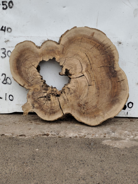 Olivenholz Baumscheibe 40–53 cm – Trockenes Olivenholz mit Loch für Epoxidharz Nr. 2792