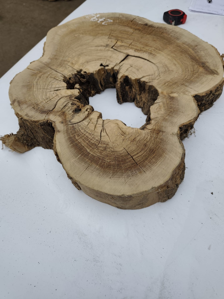 Olivenholz Baumscheibe 40–53 cm – Trockenes Olivenholz mit Loch für Epoxidharz Nr. 2792