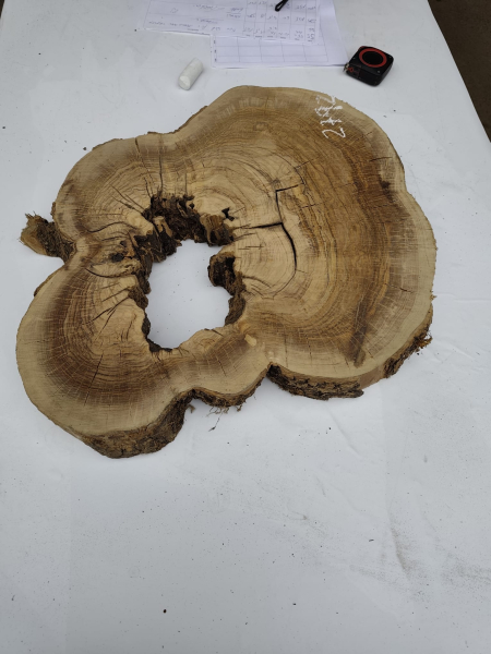 Olivenholz Baumscheibe 40–53 cm – Trockenes Olivenholz mit Loch für Epoxidharz Nr. 2792