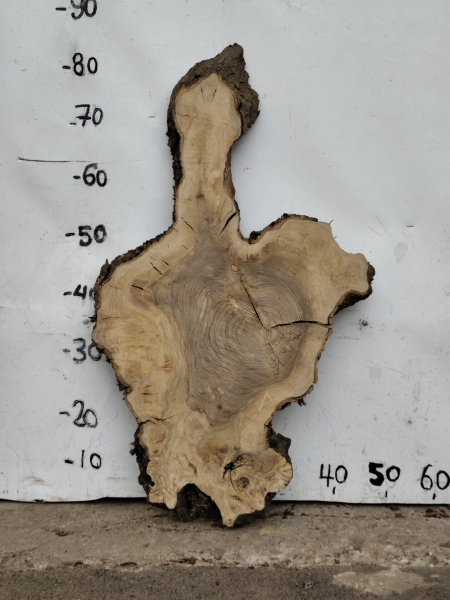 Olivenholz Baumscheibe 70 cm – Trockenes Olivenholz für Epoxidharz Tischplatte Unikat