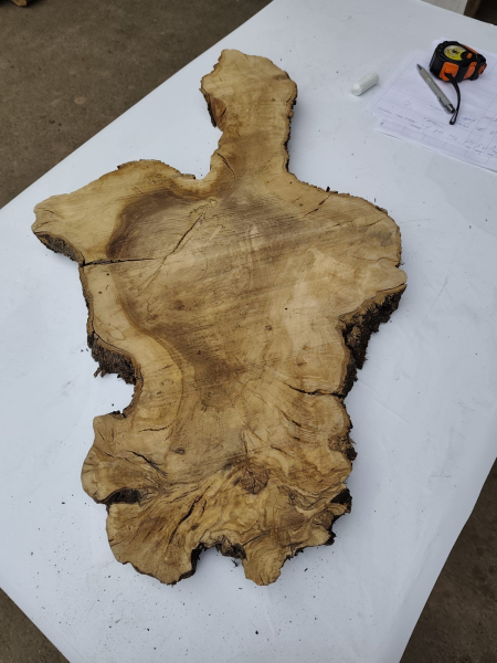 Olivenholz Baumscheibe 70 cm – Trockenes Olivenholz für Epoxidharz Tischplatte Unikat