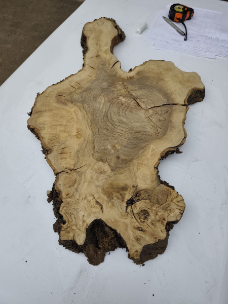 Olivenholz Baumscheibe 70 cm – Trockenes Olivenholz für Epoxidharz Tischplatte Unikat