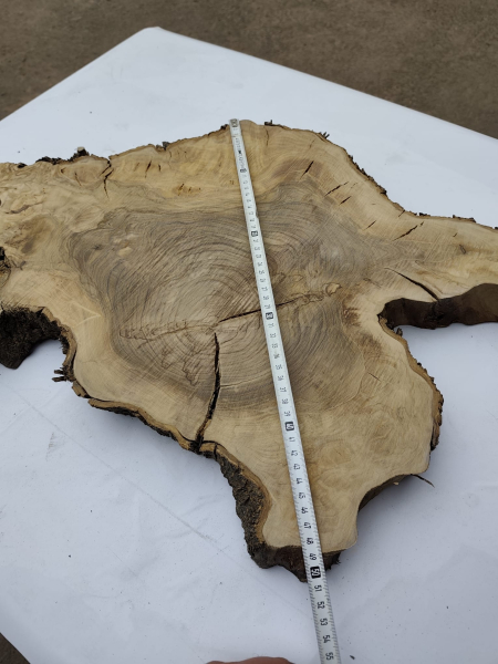 Olivenholz Baumscheibe 70 cm – Trockenes Olivenholz für Epoxidharz Tischplatte Unikat