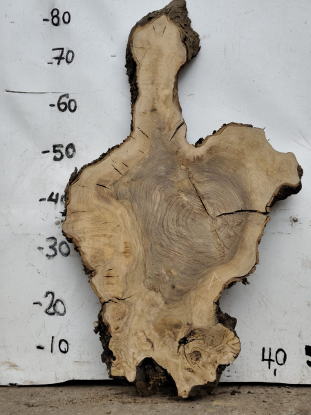 Olivenholz Baumscheibe 70 cm – Trockenes Olivenholz für Epoxidharz Tischplatte Unikat