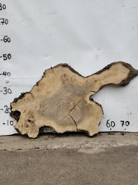 Olivenholz Baumscheibe 70 cm – Trockenes Olivenholz für Epoxidharz Tischplatte Unikat