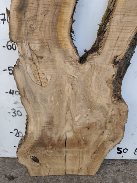 Olivenholzbohle 145 cm – Trockenes Olivenholz für Epoxidharz Tischplatte Unikat