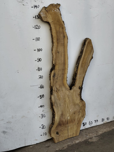 Olivenholzbohle 145 cm – Trockenes Olivenholz für Epoxidharz Tischplatte Unikat