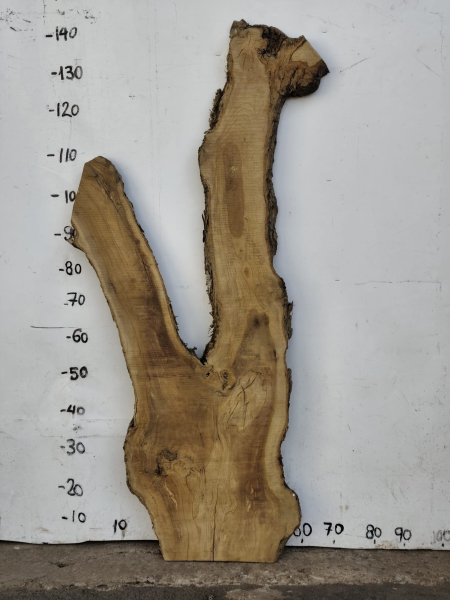 Olivenholzbohle 145 cm – Trockenes Olivenholz für Epoxidharz Tischplatte Unikat