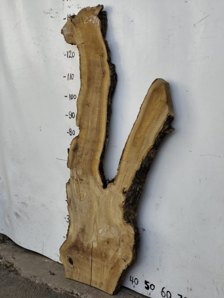 Olivenholzbohle 145 cm – Trockenes Olivenholz für Epoxidharz Tischplatte Unikat