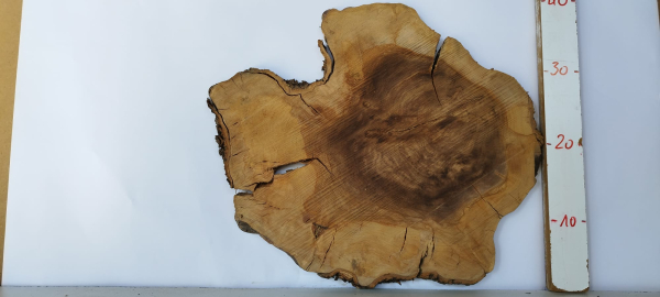 trockene Olivenbaum Scheibe Baumscheibe 502