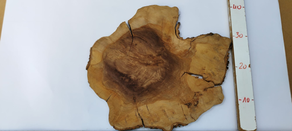 trockene Olivenbaum Scheibe Baumscheibe 502