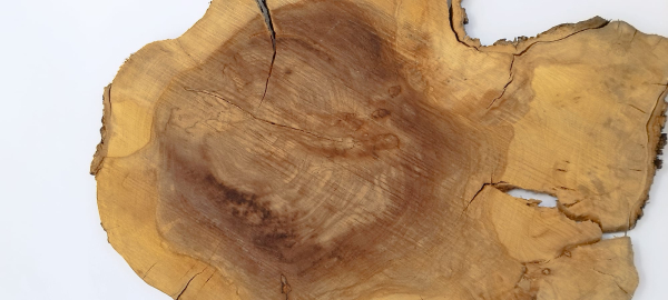 trockene Olivenbaum Scheibe Baumscheibe 502