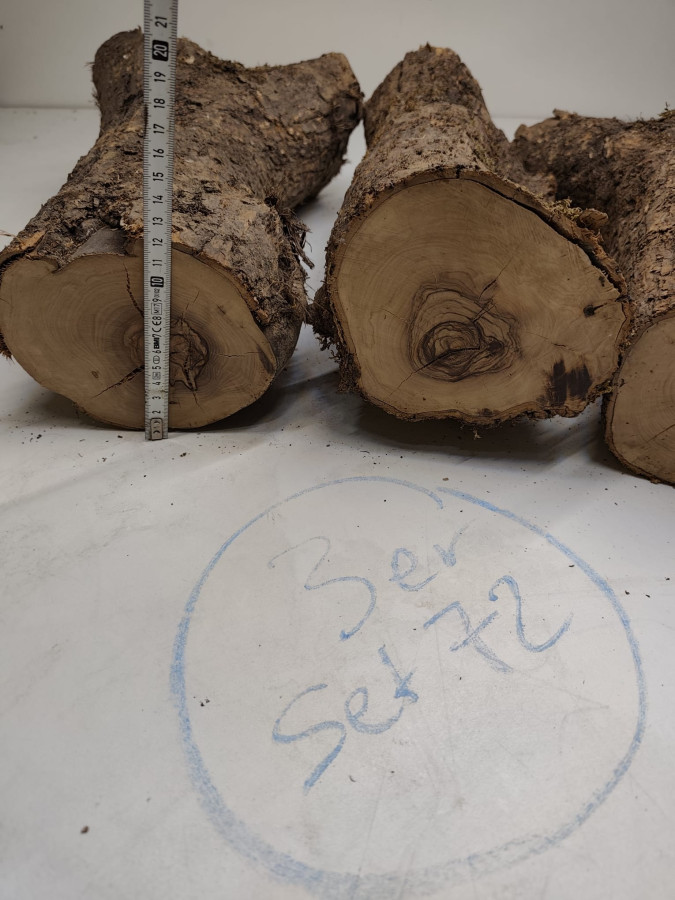 trockene Olivenholz Stammstücke mit Gabelung 3er Set 72