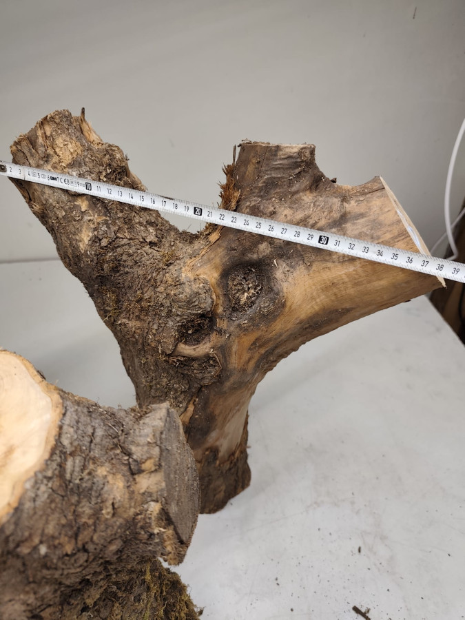 trockene Olivenholz Stammstücke mit Gabelung 3er Set 72