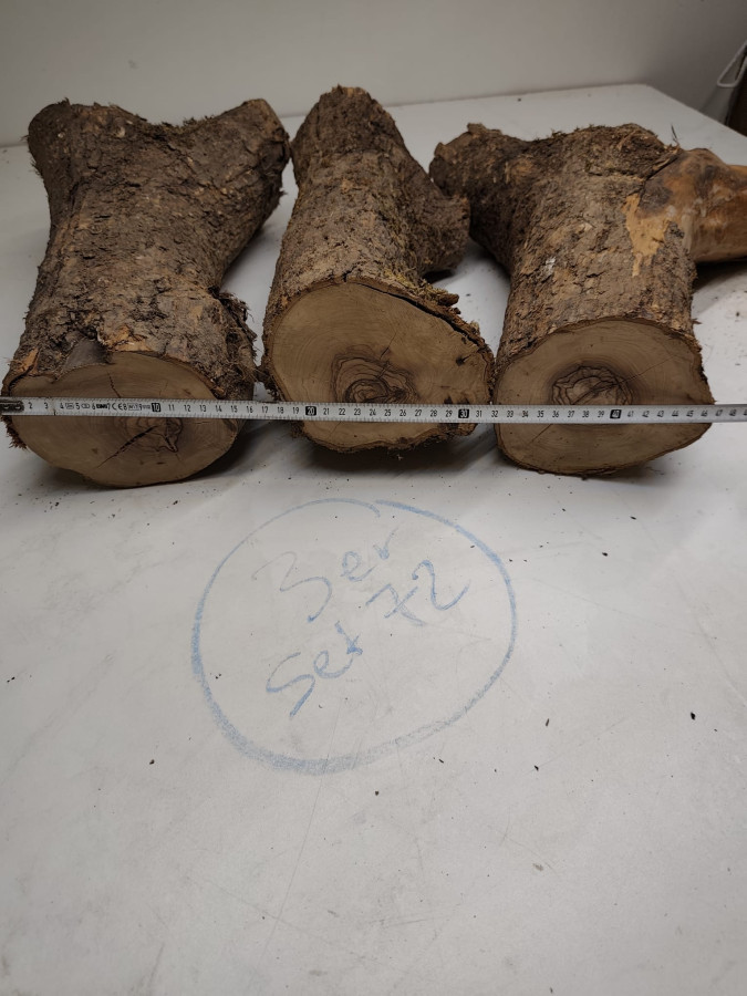trockene Olivenholz Stammstücke mit Gabelung 3er Set 72