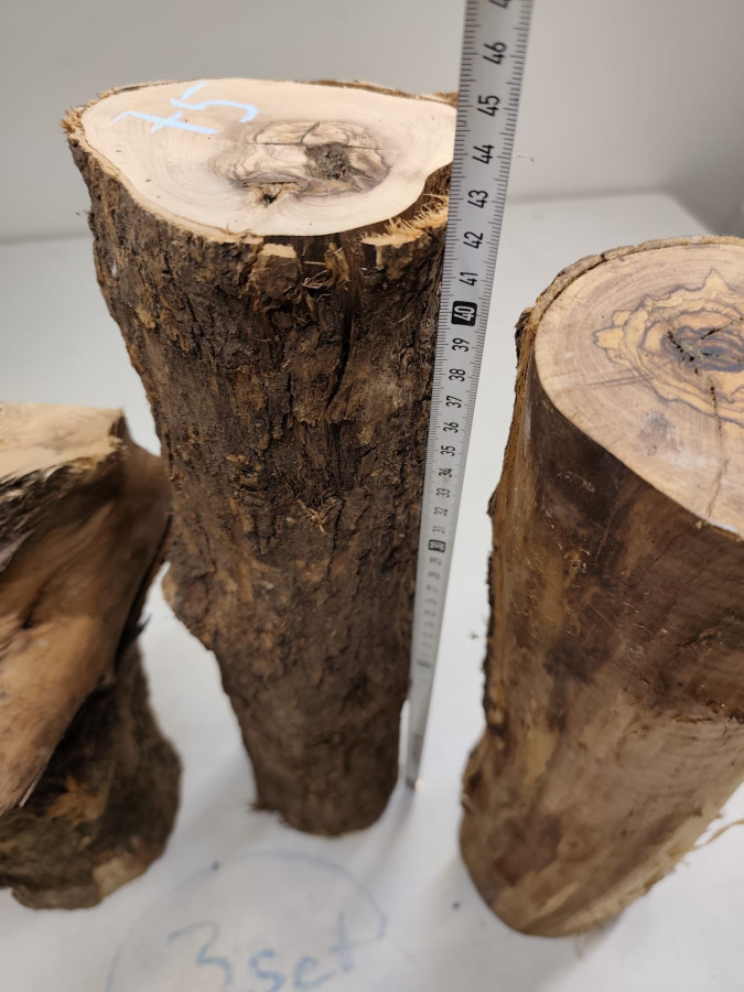 trockene und knorrig gewachsene Olivenholz Stammware im 3er Set 75