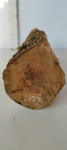 trockenes-Olivenbaum-Stammstück-341