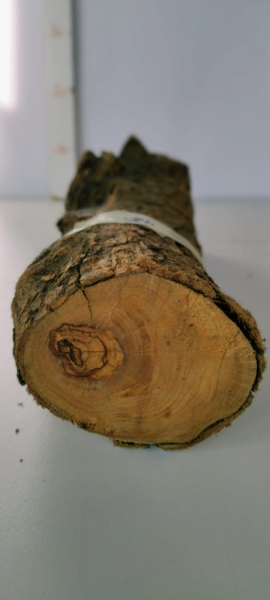 trockenes-Olivenbaum-Stammstück-420