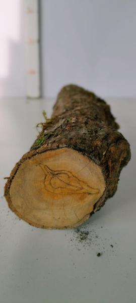trockenes-Olivenbaum-Stammstück-420