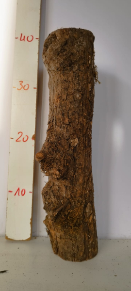 trockenes-Olivenbaum-Stammstück-420