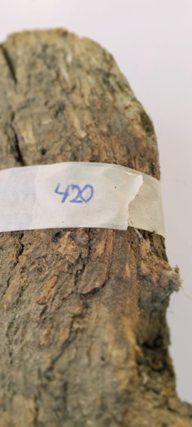 trockenes-Olivenbaum-Stammstück-420