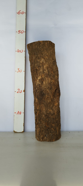 trockenes-Olivenbaum-Stammstück-501