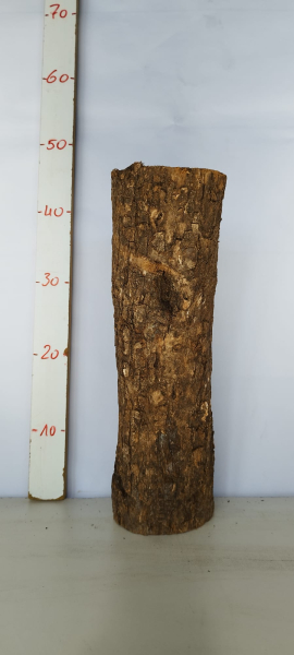 trockenes-Olivenbaum-Stammstück-501