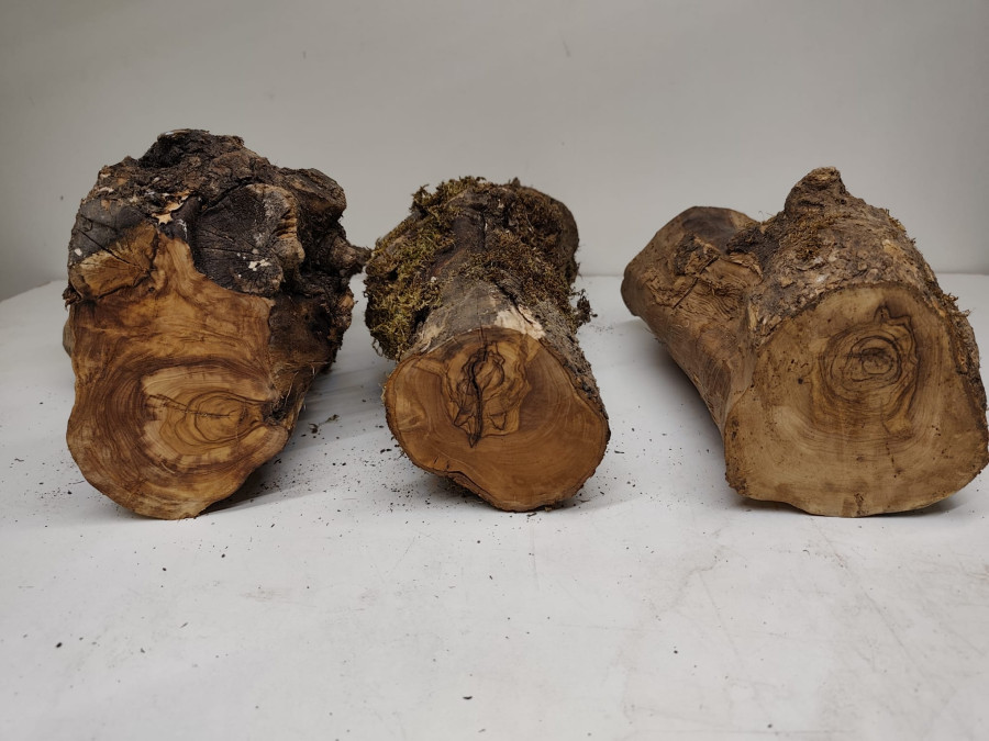 trockenes Olivenbaum Stammstücke 3er Set 71