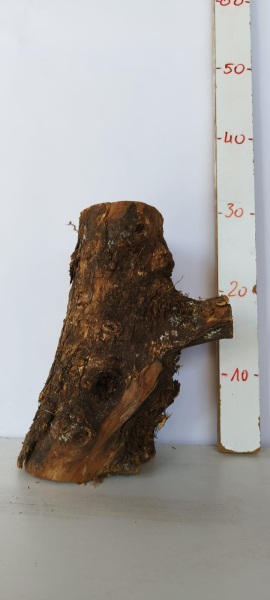 Trockenes Olivenholz Stammstück 503