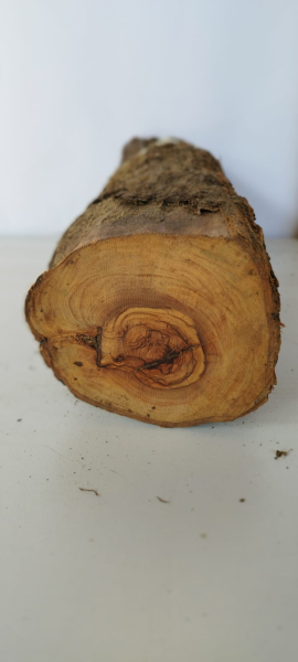 Trockenes Olivenholz Stammstück 503