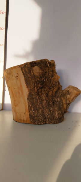 trockenes-knorriges-Olivenholz-Stammstück-505
