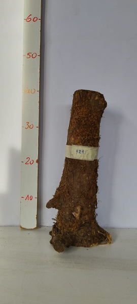 trockenes-massives-Olivenholz-Stammstück-421